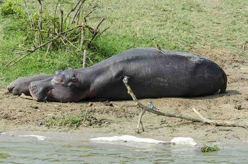 96 - Hipopotamo y cria - parque nacional Queen Elizabeth - Uganda